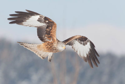 Close-up of eagle flying