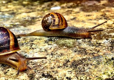 Close-up of snail