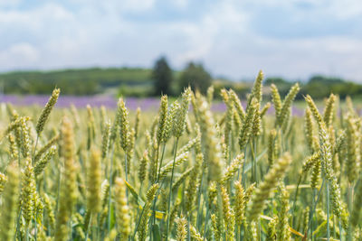 View of stalks in field against cloudy sky