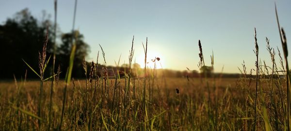 Scenic view of field against clear sky during sunset