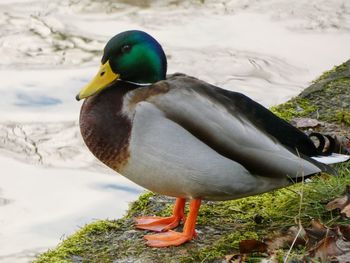 Close-up of a duck