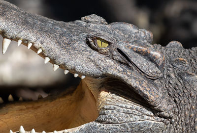 Close-up of a lizard