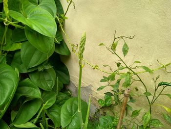 Close-up of ivy growing on wall