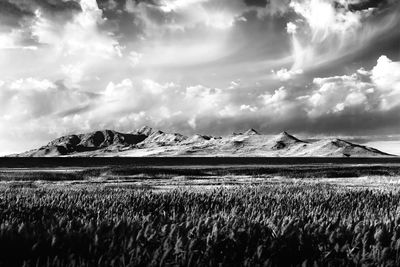 Scenic view of agricultural field against sky