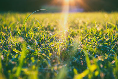 Close-up of grass on field