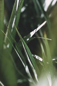 Close-up of grass growing on field