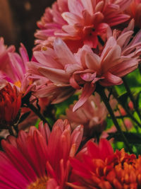 Close-up of pink flowering plants