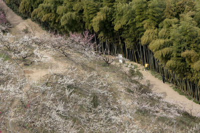 High angle view of trees