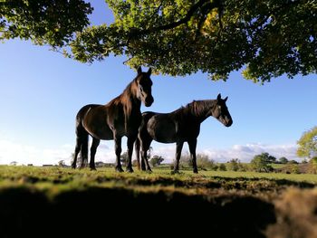 Horses on field against clear blue sky