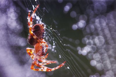 Close-up of spider on wet web