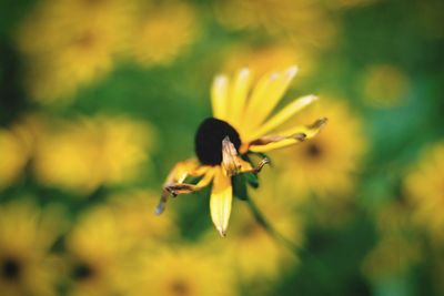 Close-up of insect on yellow flower