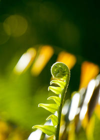 Close-up of plant