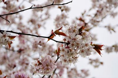 Low angle view of cherry blossoms in spring