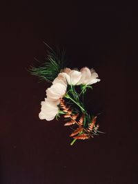 Close-up of white flower over black background