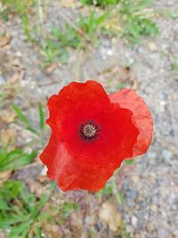 Close-up of red poppy flower on field