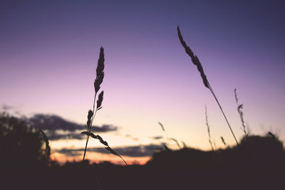 Close-up of silhouette plant on field against sky at sunset