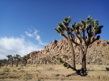 Cactus growing in desert against blue sky