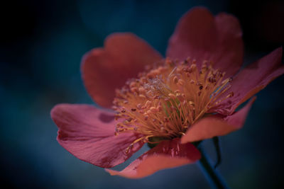 Close-up of pink flower