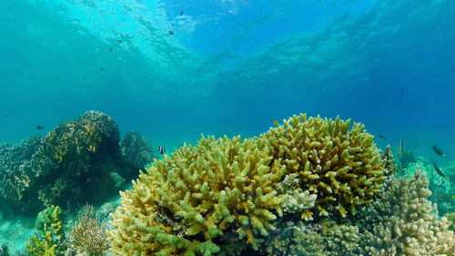 Coral reef and tropical fishes. the underwater world of the philippines.