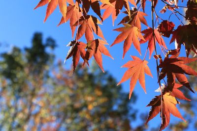 Low angle view of maple leaves on tree