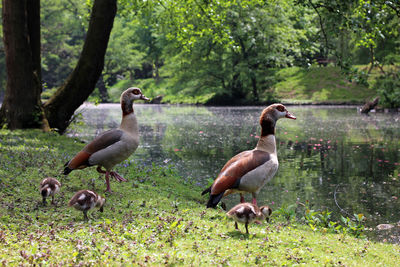 An egyptian goose family with three chickens walking at the bank of a creek in a park in spring