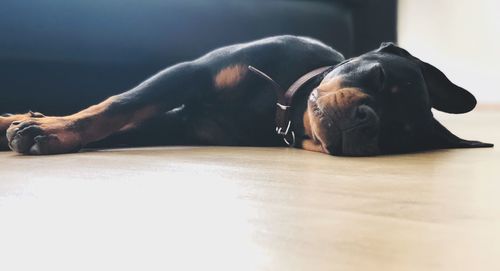 Dog resting on floor at home