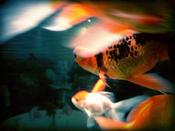 Close-up of woman in bikini