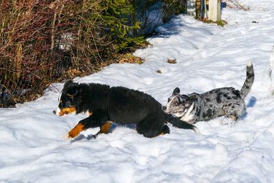 Dog lying in snow