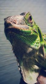 Close-up of iguana head