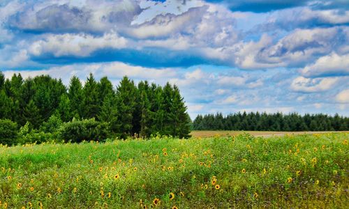 Scenic view of field against sky