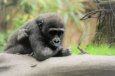 Monkey sitting in a zoo