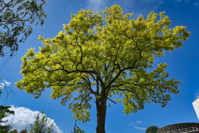 Low angle view of flowering tree of  robinia pseudoacacia frisia against blue sky