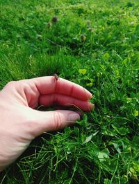 Hand holding grass in field