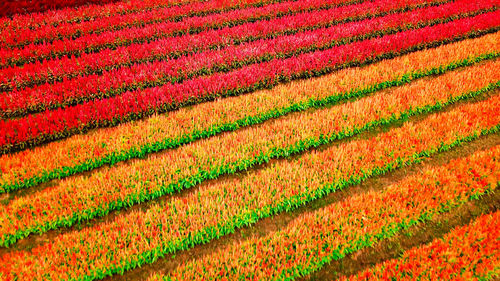 Full frame shot of multi colored agricultural field