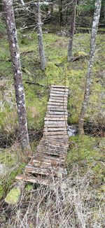 Wooden footbridge amidst trees in forest