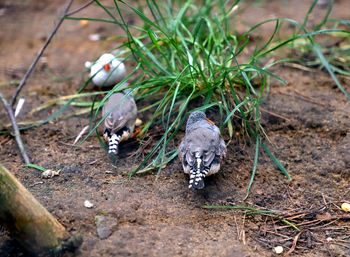 View of birds on land