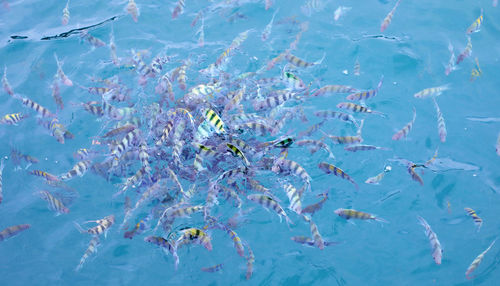 High angle view of fishes swimming in sea