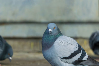 Close-up of pigeons perching