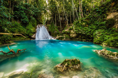 Scenic view of waterfall in forest