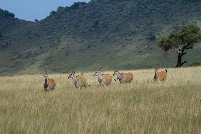 Elands on the plains of kenya