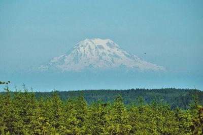 Scenic view of forest against clear blue sky