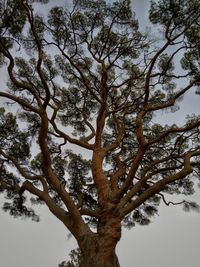 Low angle view of bare tree against sky