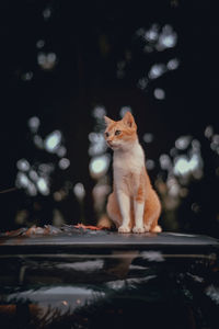 Cat sitting in a car