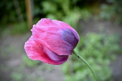 Close-up of pink flower