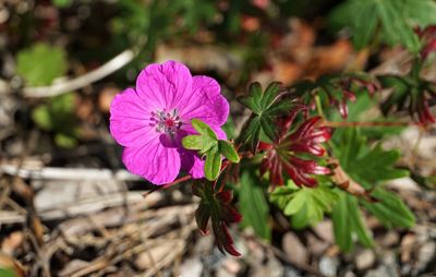 Close-up of pink flowering plant