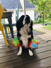 Dog looking away while sitting on footpath
