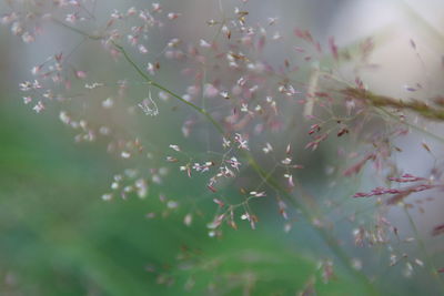 Close-up of flowering plant against blurred background