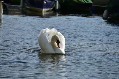 swan