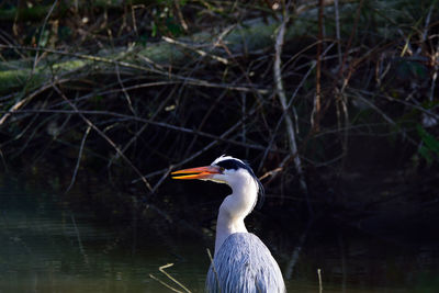 View of a bird in lake
