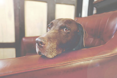 Close-up of dog looking away